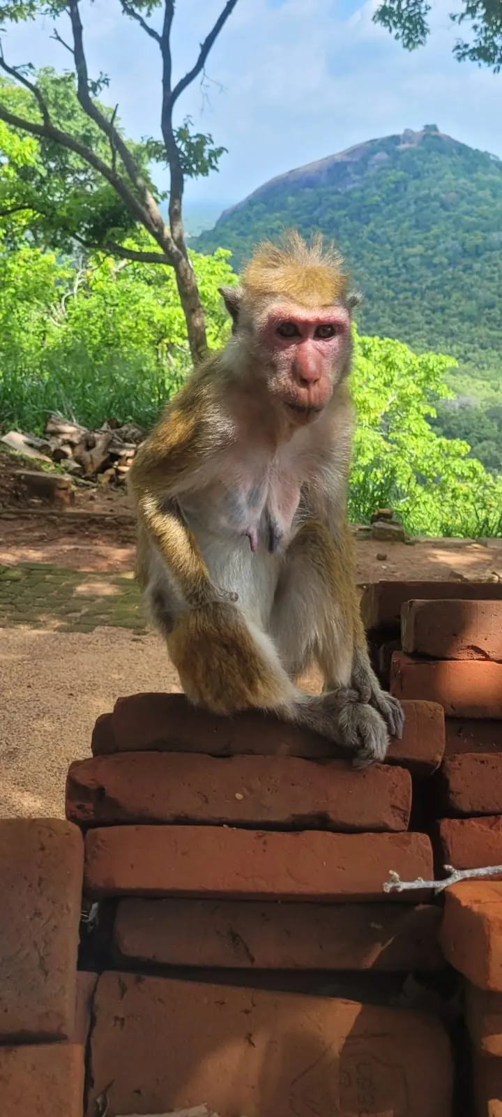 Keliautojai Šri Lanka